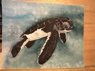 BABY SEA TURTLE