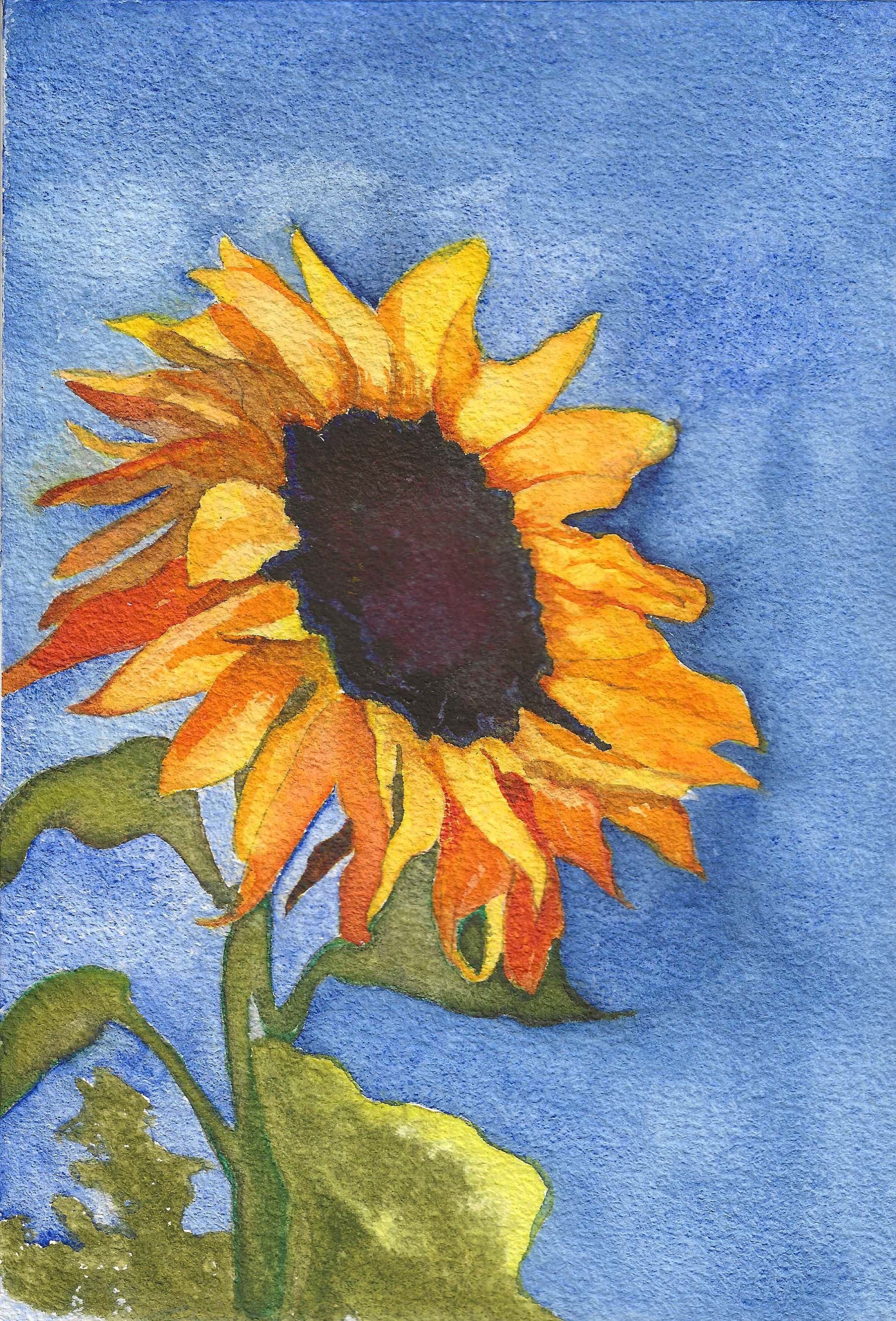BLUE BACKGROUND SUNFLOWER